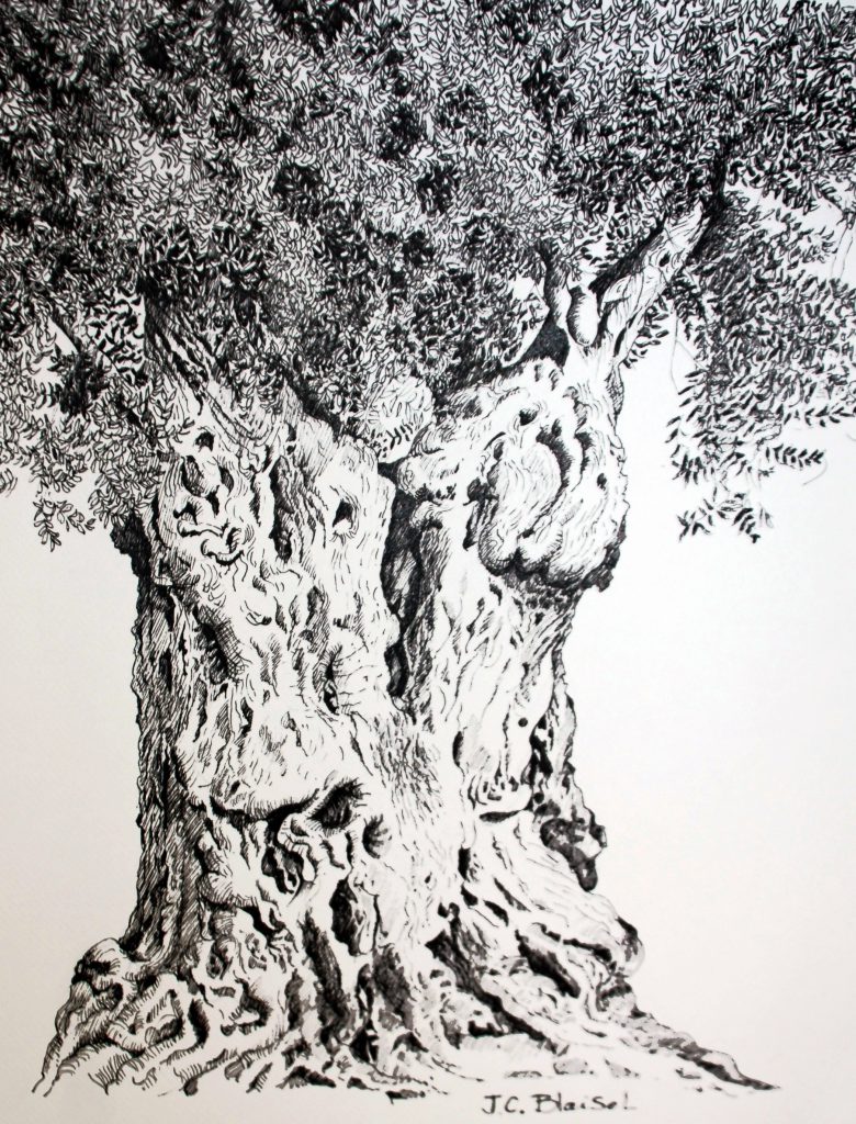 Rethymnon Olive Tree